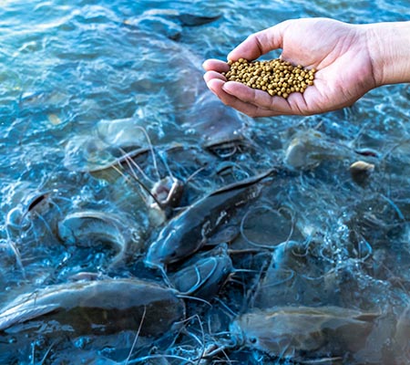 fish feed production